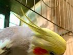 Cockatiel adult pair