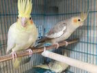 Cockatiel {Adult/Ready to bread)