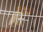 Cockatiel Adult Running Pair