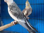 Cockatiel adults pair