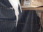 Cockatiel Albino Adult Female