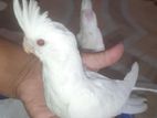 Cockatiel Albino baby