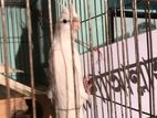 cockatiel albino