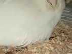 Cockatiel Albino