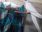 Cockatiel Albino