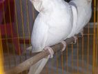 Cockatiel Albino pair