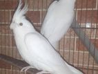 Cockatiel Albino pair