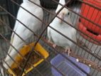 Cockatiel Albino Two