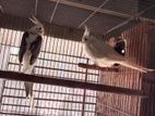 cockatiel albino,white face pied