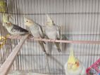 Cockatiel and Budgie Bird খাঁচা সহ ককাটেল ও বাজরিগার পাখি