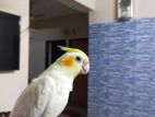 cockatiel and cage