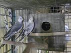 Cockatiel & jp bird (Running pair)