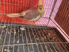 cockatiel baby 1 pc