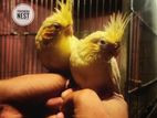 Cockatiel Baby