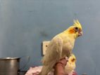 Cockatiel baby