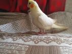 Cockatiel baby bird for sell