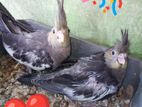 Cockatiel baby