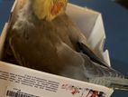 Cockatiel Baby