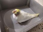 Cockatiel Baby