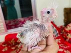 Cockatiel Baby
