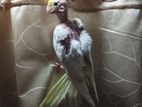 Cockatiel Baby