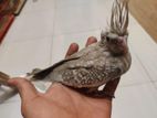 cockatiel baby