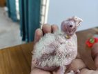 cockatiel baby for sale