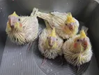 Cockatiel Baby