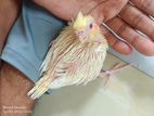 Cockatiel Baby