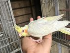 Cockatiel baby