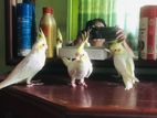 Cockatiel Baby for sell