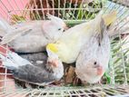 cockatiel baby for sell