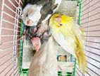 Cockatiel Baby For Sell