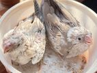 cockatiel baby for sell