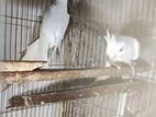 Cockatiel Baby Pair Albino