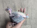 Cockatiel Baby Tame Size