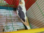 Cockatiel Big size Adult Male