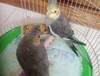 cockatiel bird 1 pair,