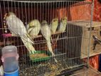 cockatiel bird 2 pcs