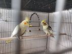 Cockatiel Bird. 3 Times Breeding Pair