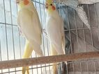 Cockatiel Bird & big cage