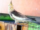 Cockatiel bird (female)