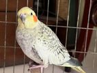 Cockatiel bird ( female )