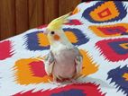 Cockatiel bird female