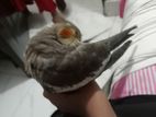 Cockatiel bird