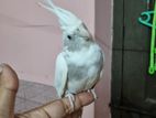 Cockatiel Bird