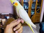Cockatiel Bird