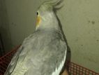 cockatiel bird