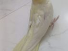 Cockatiel bird