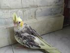 Cockatiel Bird